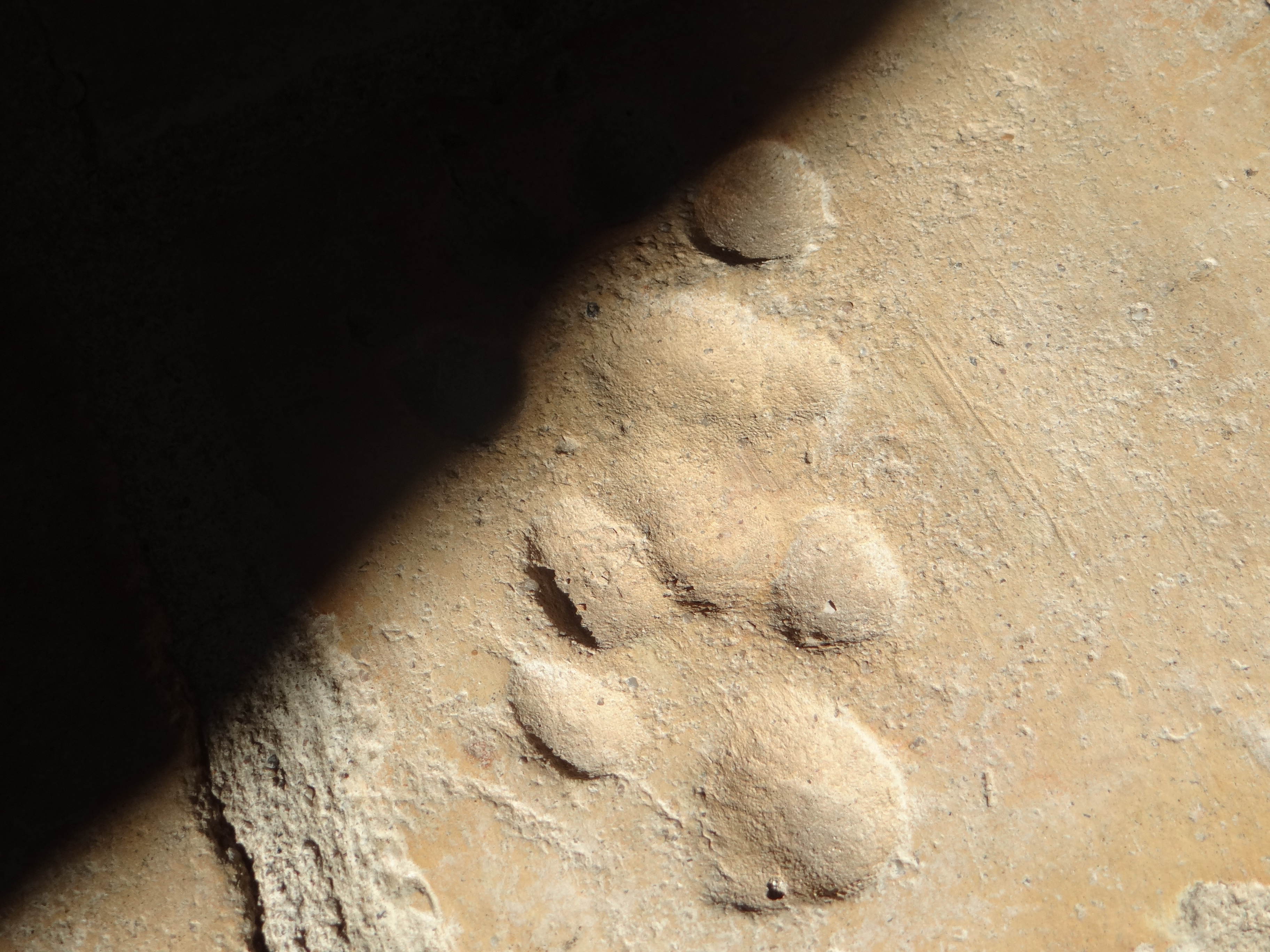 Il parait que le loup à laissé son empreinte dans une tomette